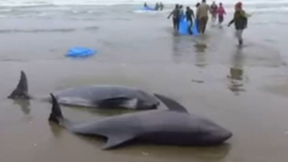 В Японии на берег выбросились 149 дельфинов. Видео
