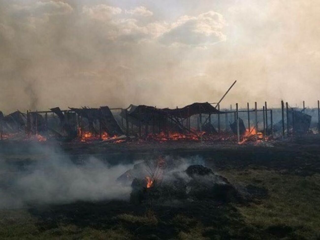 Спасти удалось всего около тридцати собак