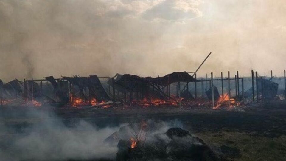 Спасти удалось всего около тридцати собак