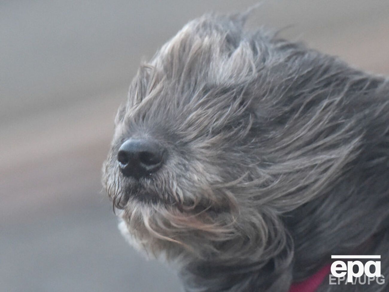 Из-за сильного ветра повреждены линии электропередач