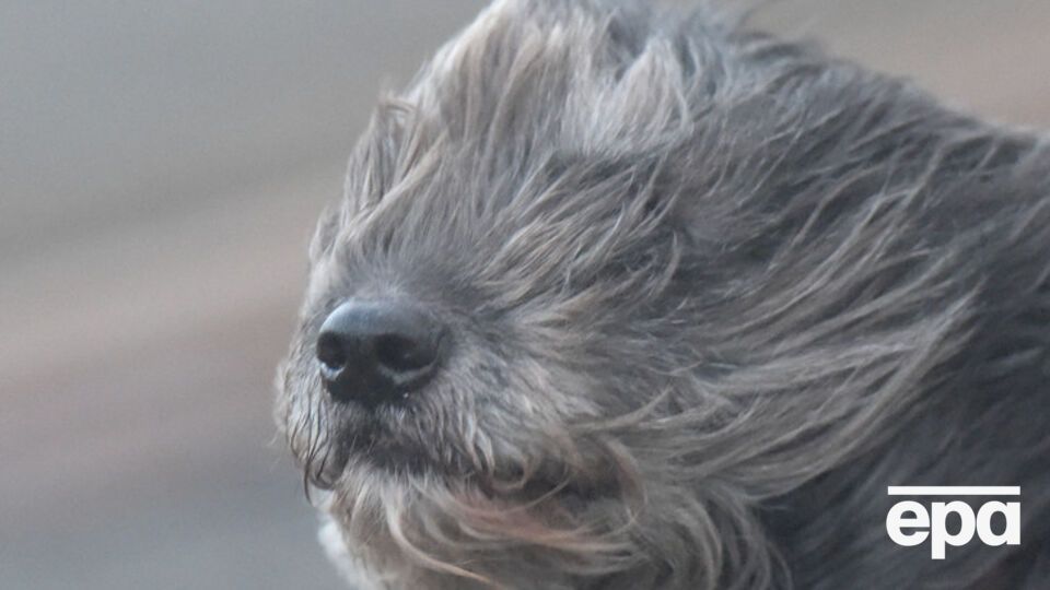 Из-за сильного ветра повреждены линии электропередач