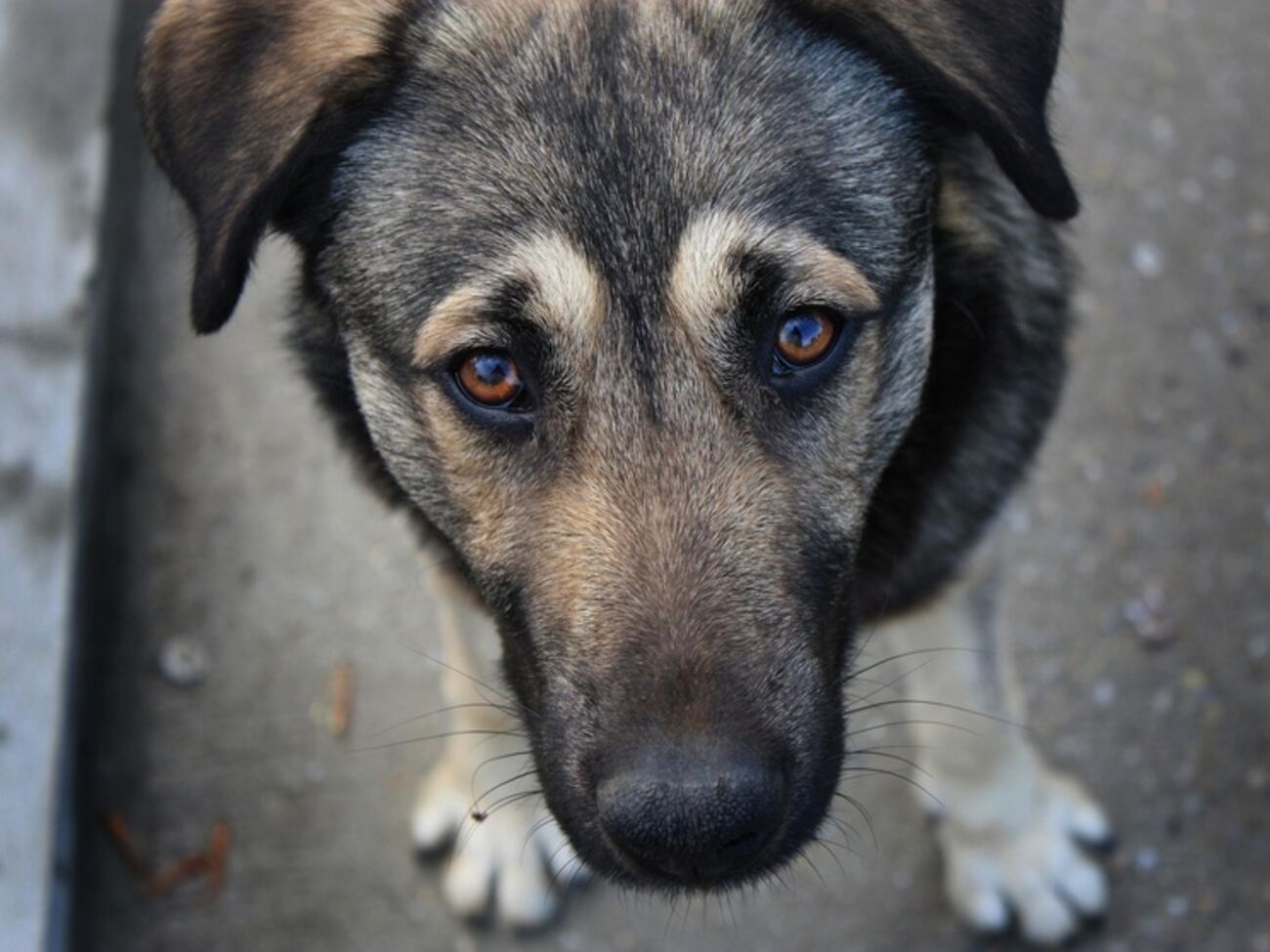 Проблему бездомных животных надо решать на государственном уровне, считает Шелутко