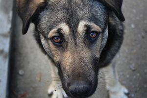 Проблему бездомных животных надо решать на государственном уровне, считает Шелутко