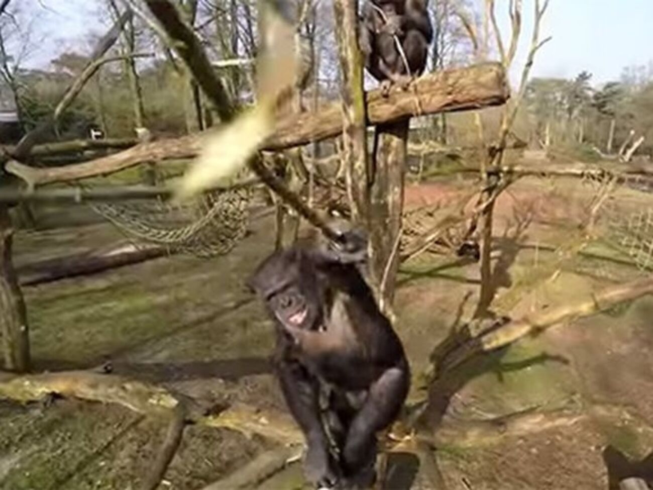 Обезьяны разобрали сбитый беспилотник