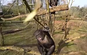 Обезьяны разобрали сбитый беспилотник