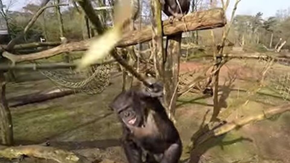 Обезьяны разобрали сбитый беспилотник