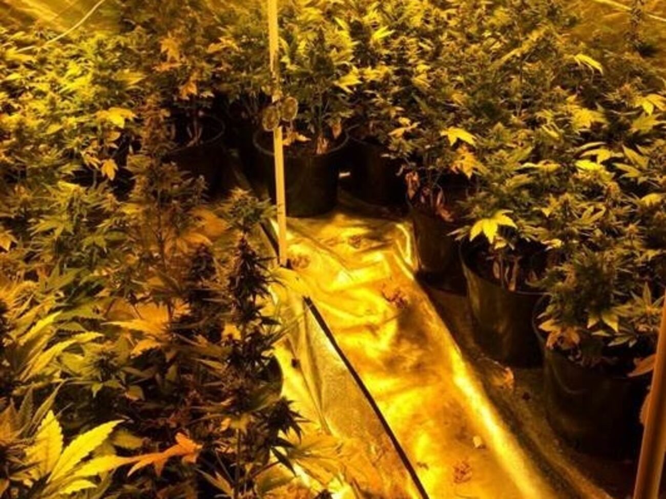 В теплице лаборатории выращивались 120 кустов конопли