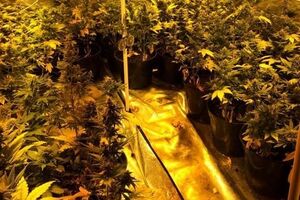 В теплице лаборатории выращивались 120 кустов конопли