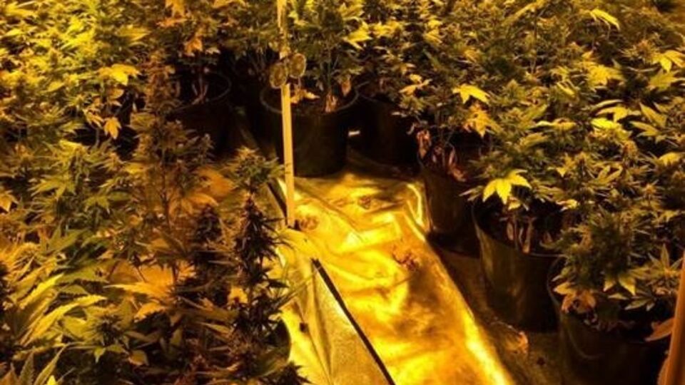 В теплице лаборатории выращивались 120 кустов конопли