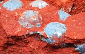 Пока определить возраст кладки и назвать вид, к которому принадлежали детеныши, ученые не смогли