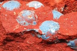 Пока определить возраст кладки и назвать вид, к которому принадлежали детеныши, ученые не смогли