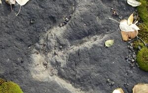 След, обнаруженный на "автобане" динозавров