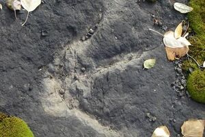 След, обнаруженный на "автобане" динозавров