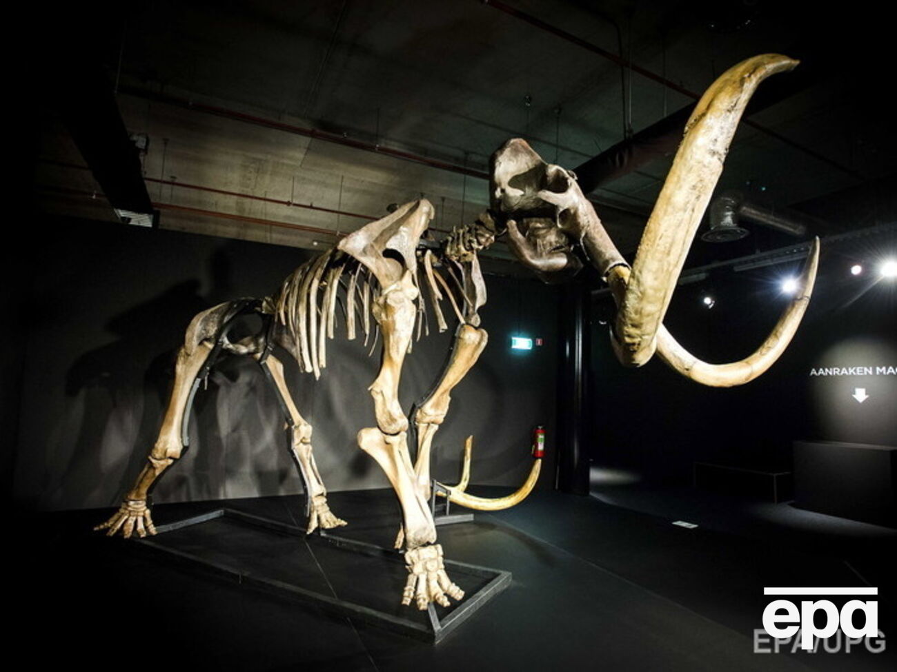 Ученые выявили одну из возможных причин вымирания мамонтов