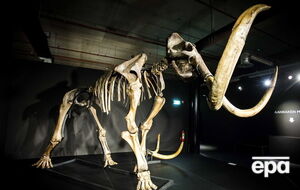 Ученые выявили одну из возможных причин вымирания мамонтов