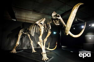 Ученые выявили одну из возможных причин вымирания мамонтов