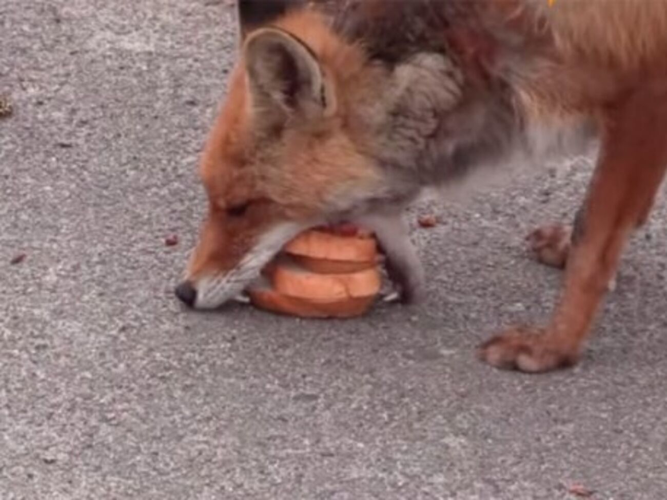 Лиса сделала себе бутерброд