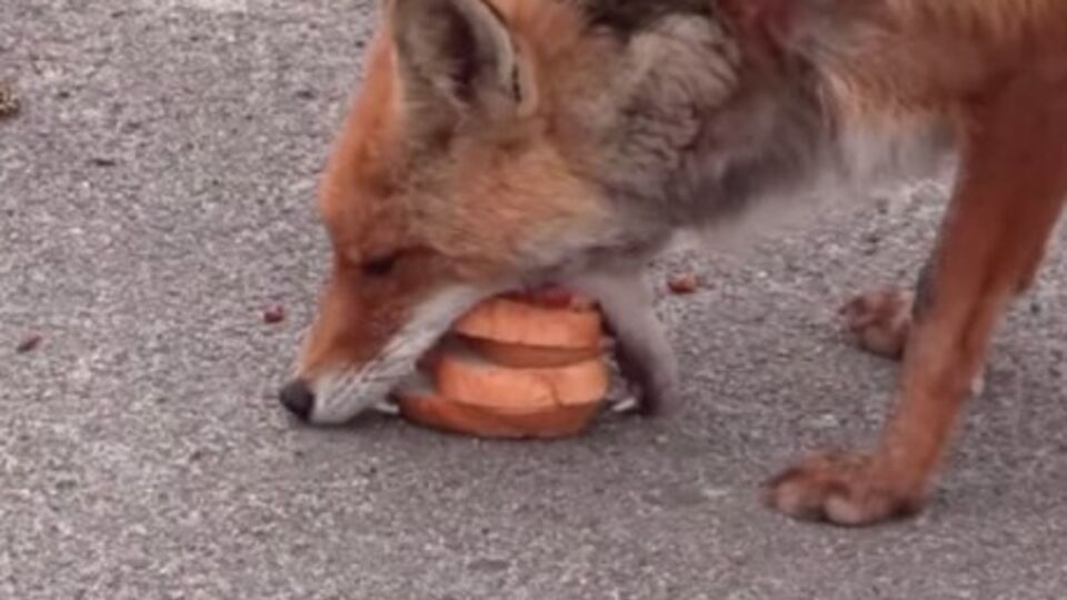 Лиса сделала себе бутерброд