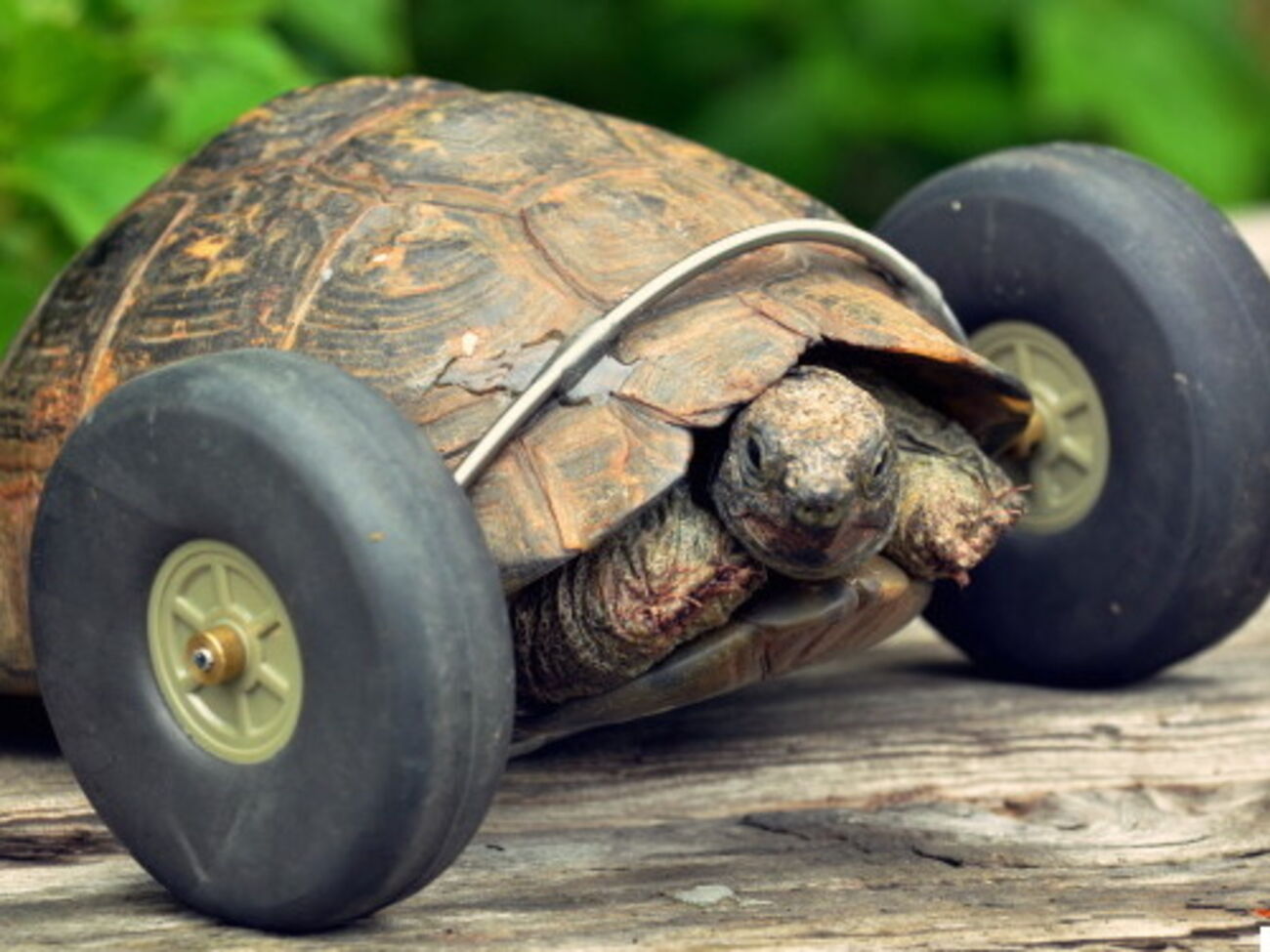 Черепаха уже освоила новый способ передвижения