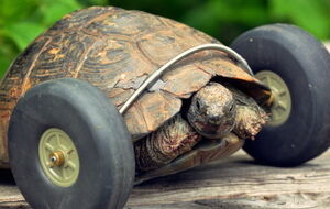 Черепаха уже освоила новый способ передвижения