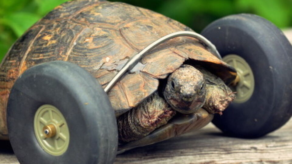 Черепаха уже освоила новый способ передвижения