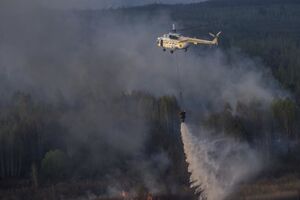 Пожар в лесах Чернобыля ликвидировали, заявили в ГСЧС