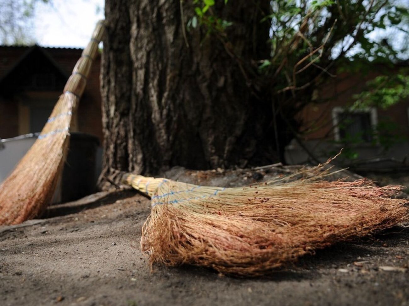 В парках "Орленок" и "Отрадный" на территории Соломенского района состоится весенняя толока "Посади дерево мира"