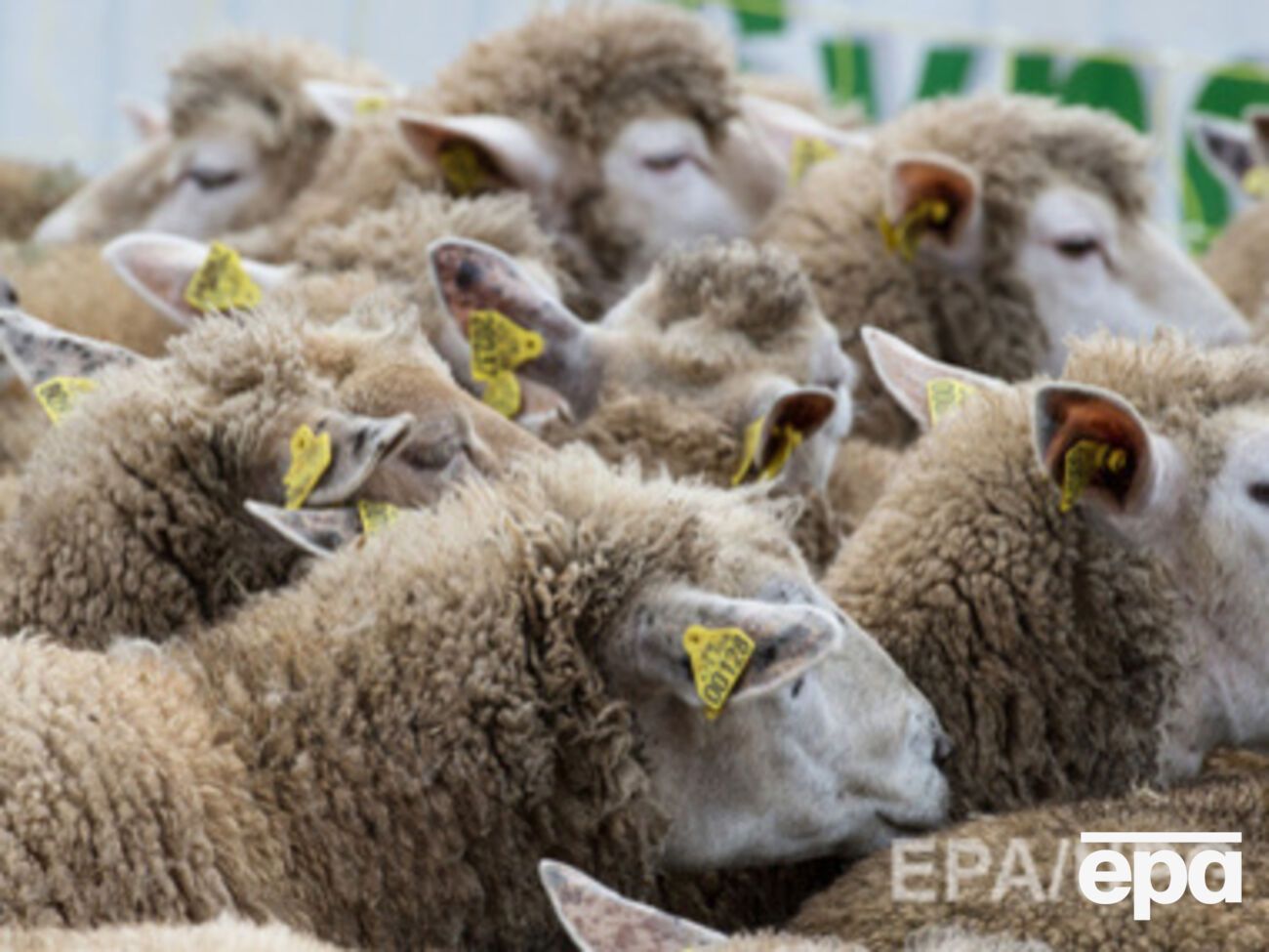 Беларусь заинтересована в увеличении поставок овец тонкорунных и грубошерстных пород из Украины