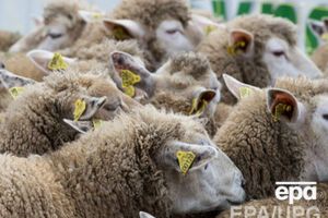 Беларусь заинтересована в увеличении поставок овец тонкорунных и грубошерстных пород из Украины