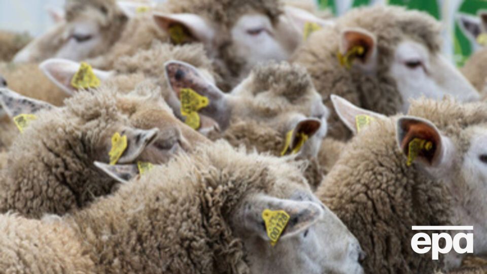 Беларусь заинтересована в увеличении поставок овец тонкорунных и грубошерстных пород из Украины