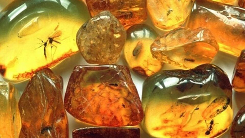 Доход от реализации янтаря чиновники клали в свой карман