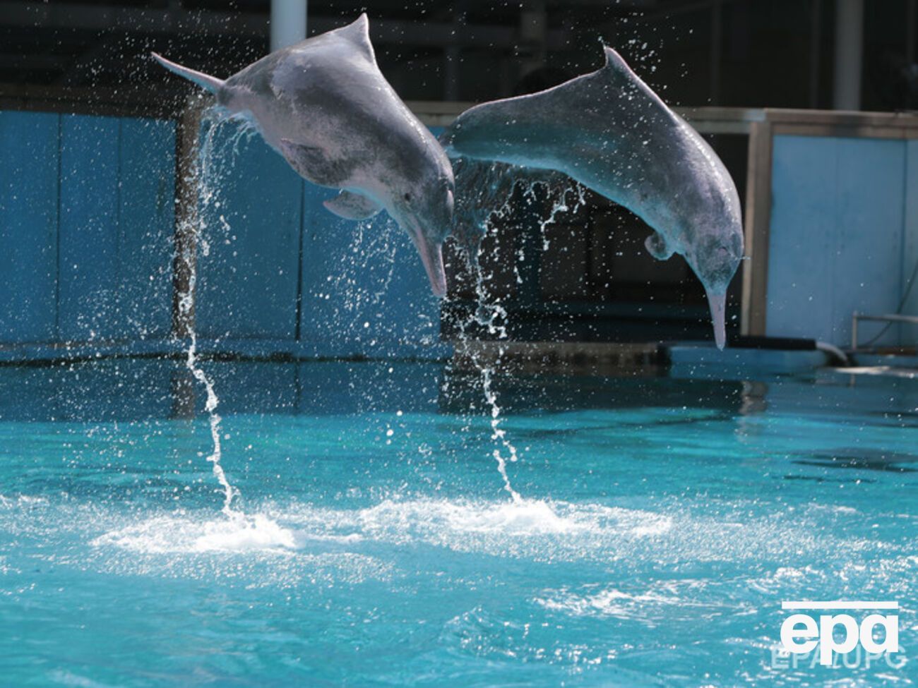 В дельфинариях можно будет использовать только морскую воду