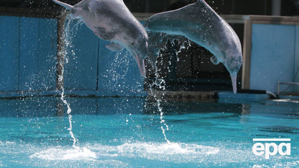В дельфинариях можно будет использовать только морскую воду