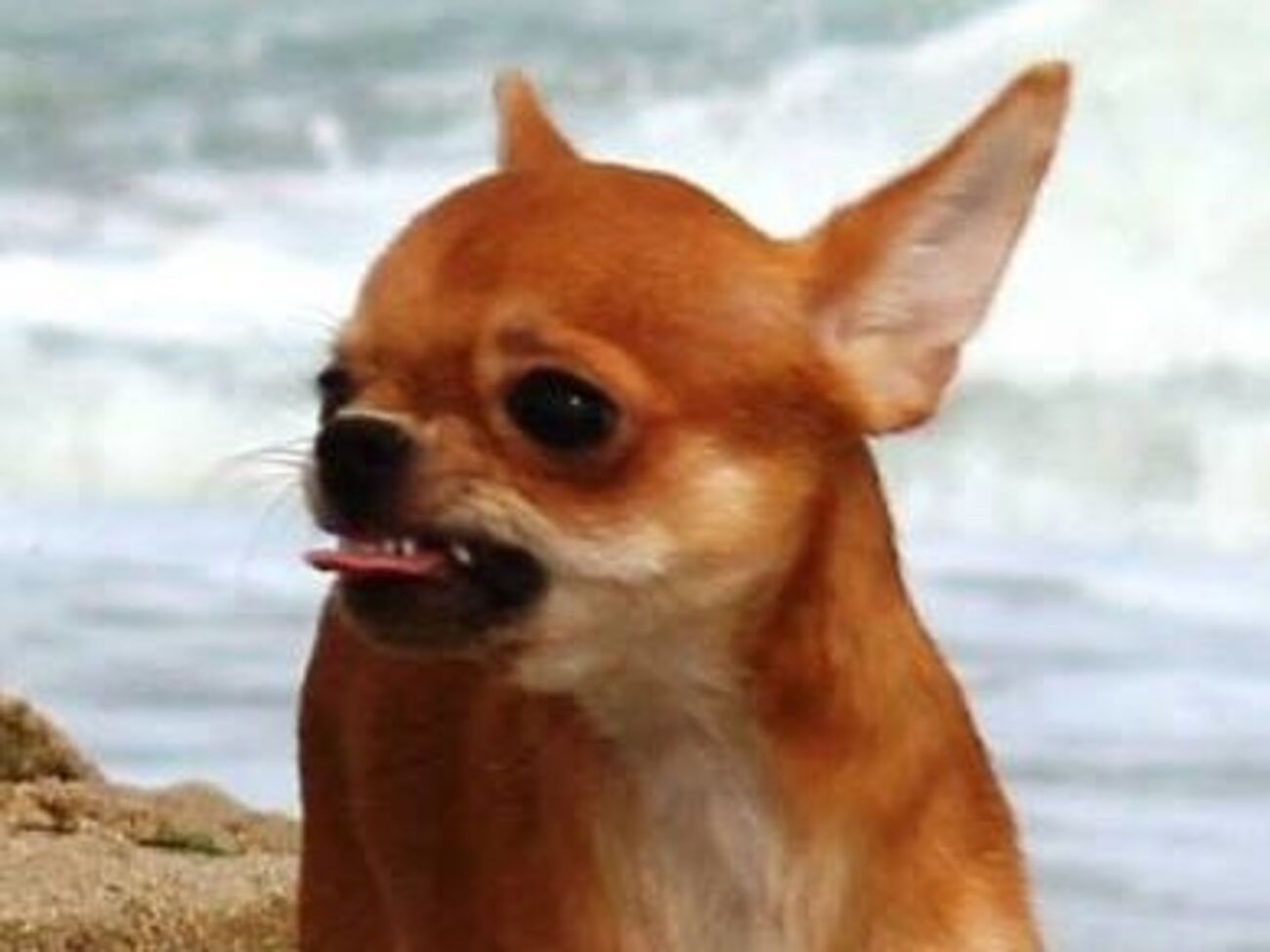 Когда медведь отступил, мужчина догнал его и ударил поднявшегося на задние лапы хищника по морде