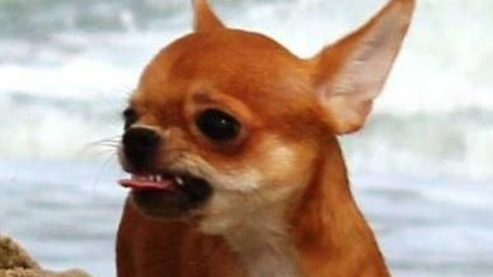 Когда медведь отступил, мужчина догнал его и ударил поднявшегося на задние лапы хищника по морде