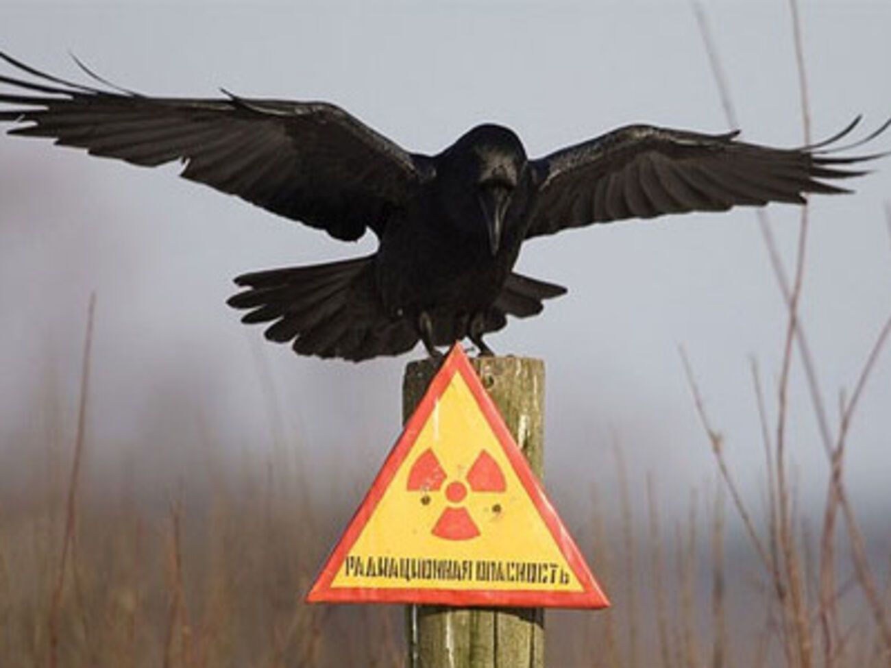 В городе Чернобыль уровень радиационного фона составляет&nbsp;22 микрорентгена в час, при норме 50&nbsp;микрорентген