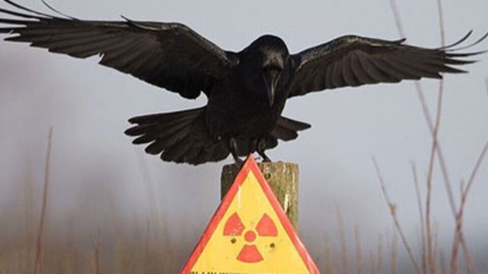 В городе Чернобыль уровень радиационного фона составляет 22 микрорентгена в час, при норме 50 микрорентген