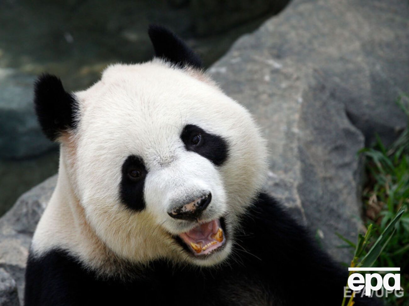 Реализация проекта будет происходить совместно со Всемирным фондом дикой природы