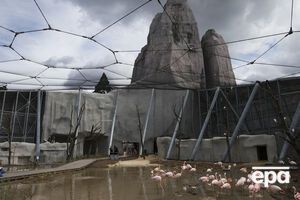 Делорд: Воры были экспертами и знали о ценности этих животных