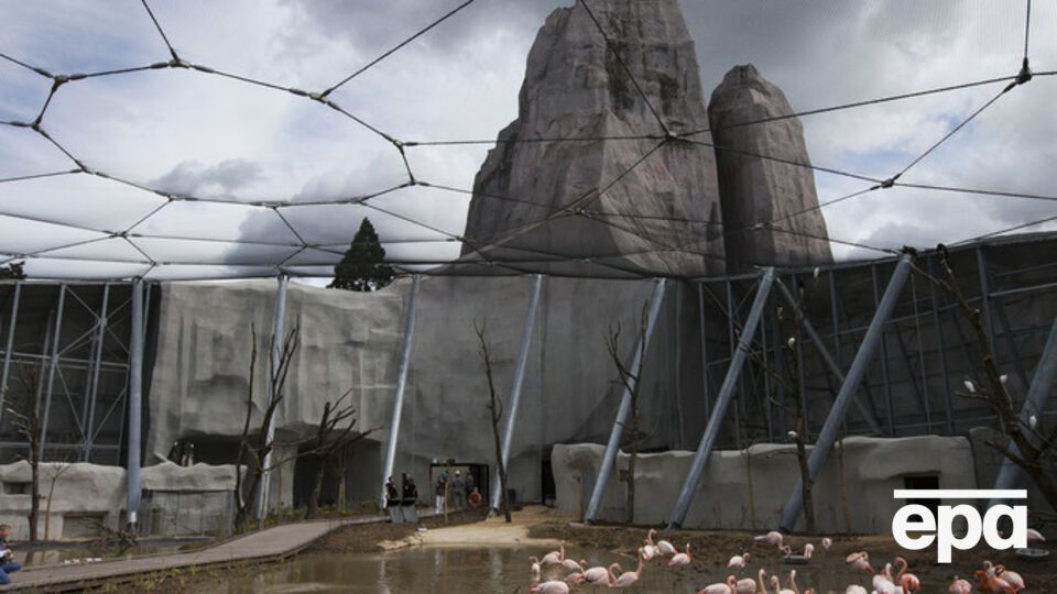 Делорд: Воры были экспертами и знали о ценности этих животных