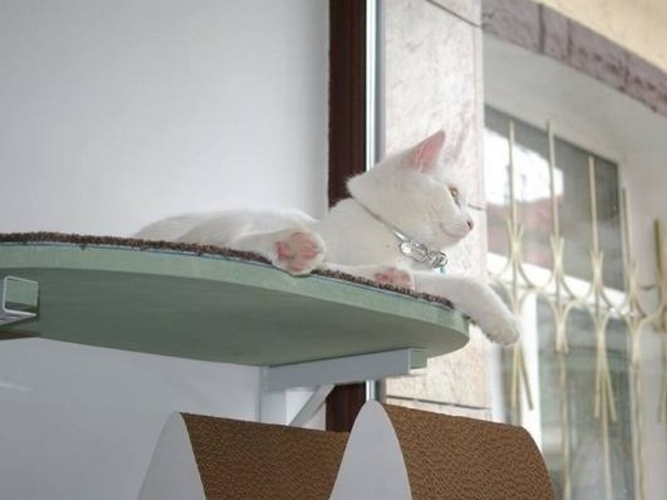 Котов хозяева заведения не покупали, а брали из приютов, с улицы или просто дарили люди