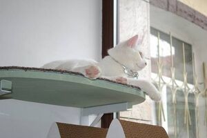 Котов хозяева заведения не покупали, а брали из приютов, с улицы или просто дарили люди