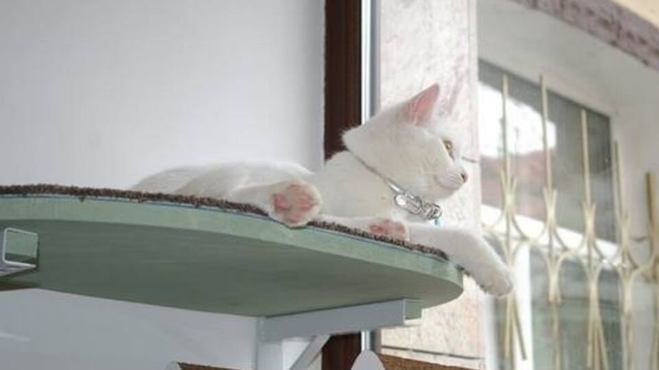 Котов хозяева заведения не покупали, а брали из приютов, с улицы или просто дарили люди