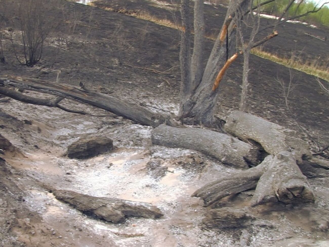 В районе ЧАЭС выгорели большие участки леса