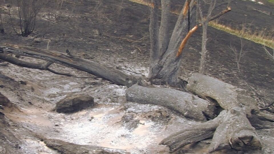 В районе ЧАЭС выгорели большие участки леса