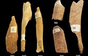 Способ приготовления объяснили кости жертв