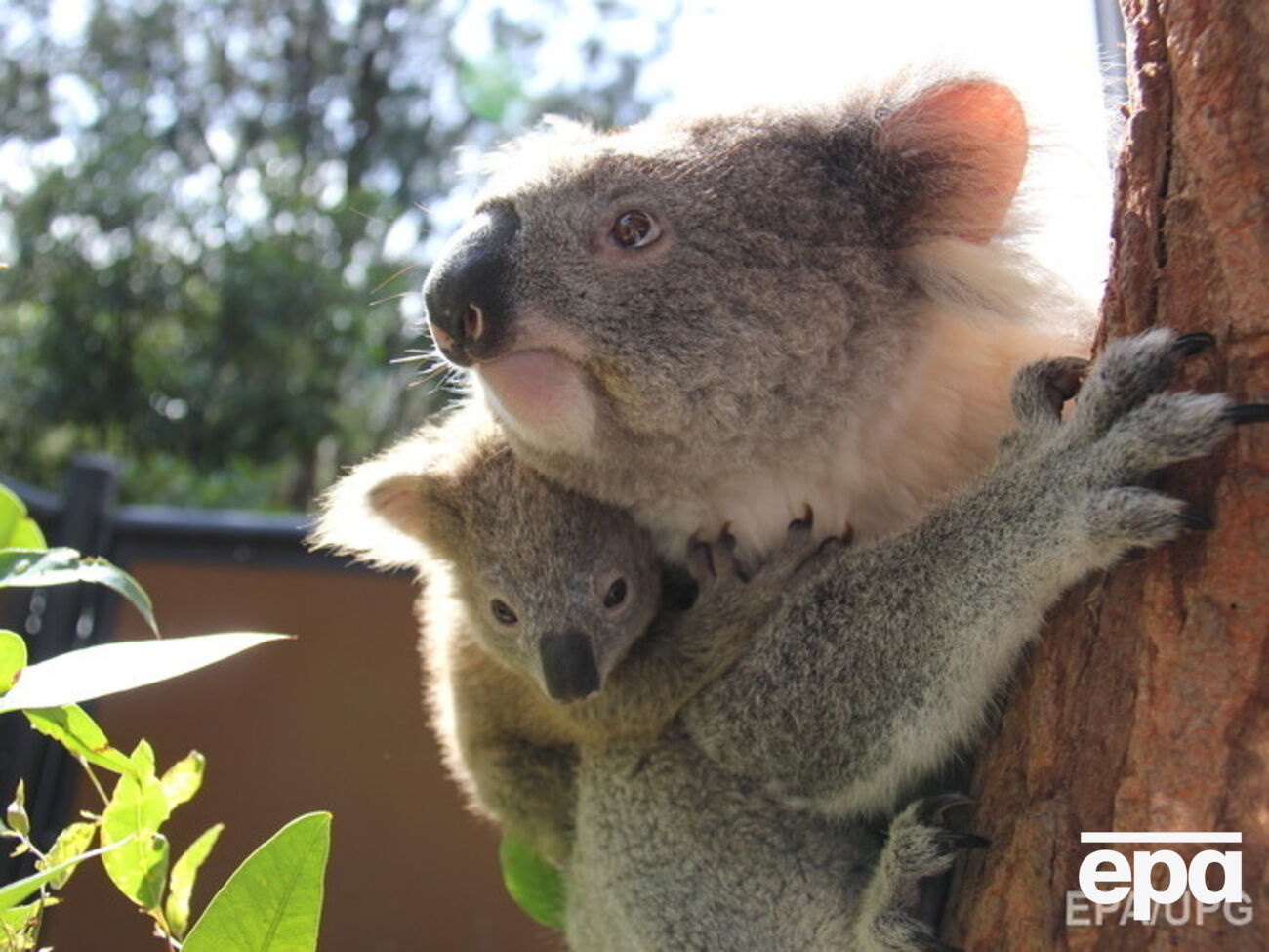 Коалы страдают от нехватки пищи