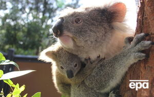 Коалы страдают от нехватки пищи