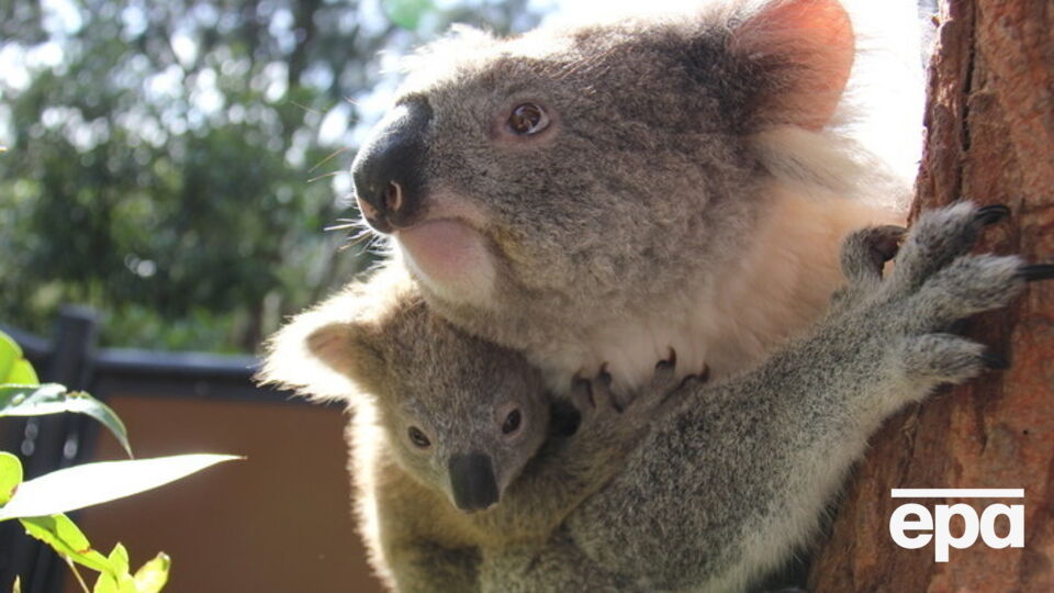 Коалы страдают от нехватки пищи