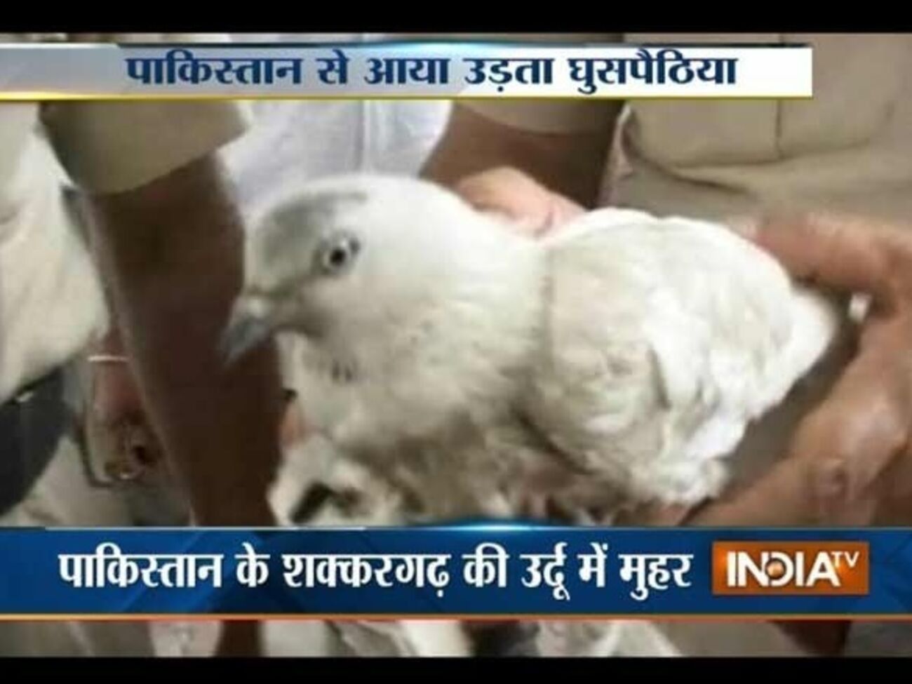 Голубь-шпион стал героем местных новостей